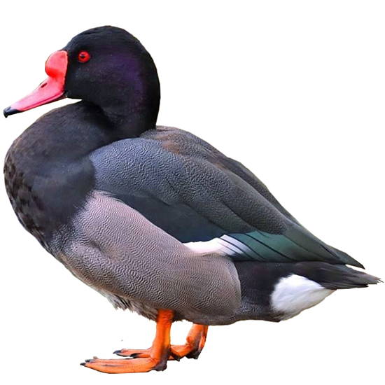 Rosy-billed Pochard Duck